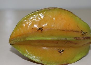 Adepará aproxima o Pará do status de área erradicada da mosca-da-carambola