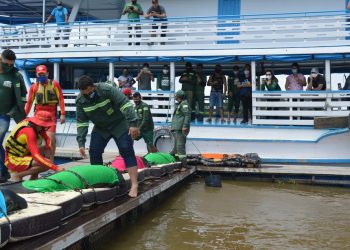 Seis Peixes-boi são transferidos de zoológico para piscinas naturais no Rio Amazonas, no Pará