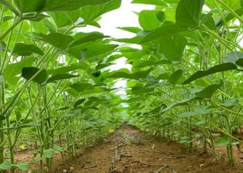 Começa nesta terça (1) segundo período de vazio sanitário da soja no Estado