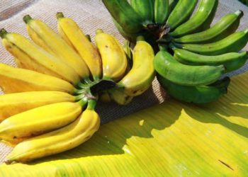 ‘Pará Produtivo’ incentiva o cultivo de banana em seis municípios