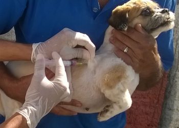 Campanha de vacinação de cães e gatos começa no Pará