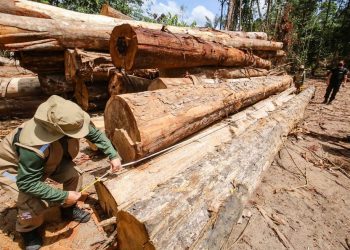 Área de desmatamento ilegal equivalente a 250 campos de futebol é embargada em Moju, no PA
