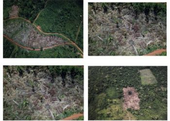 Instituições acionam a Justiça para obrigar ações contra invasões e desmatamento em assentamentos em Anapu (PA)