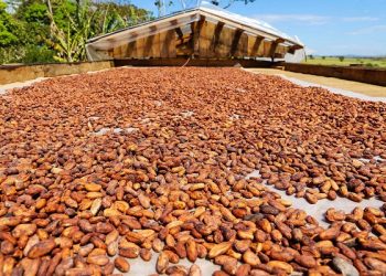 Valor da produção agrícola no Pará atinge 10,8 bilhões em 2019 e supera em 800 milhões de reais o ano anterior