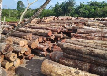 Semas faz a maior apreensão de madeira do ano em ação conjunta com órgãos federais