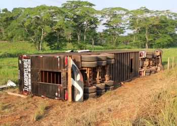 Carreta carregada de bois tomba na BR-230