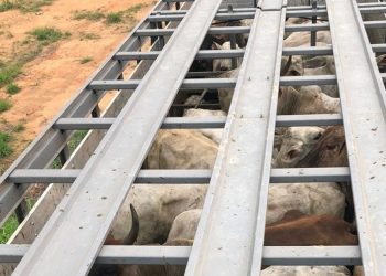 PM recupera 22 cabeças de gado furtadas em Novo Progresso, sudoeste do PA