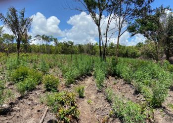 PM apreende 7 mil pés de maconha em sítio na cidade de Maracanã, no PA