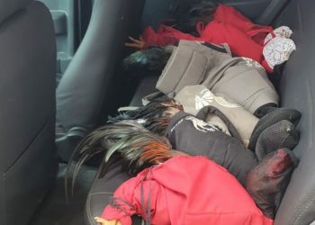 PRF apreende oito galos utilizados em rinhas ilegais