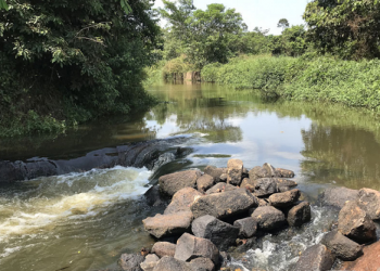 Pesquisadores descobrem três novas espécies de peixes na Amazônia e no Cerrado; duas foram encontradas no Pará