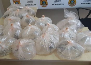 Polícia Federal apreende peixes ornamentais em aeroporto de Altamira; veja o vídeo.