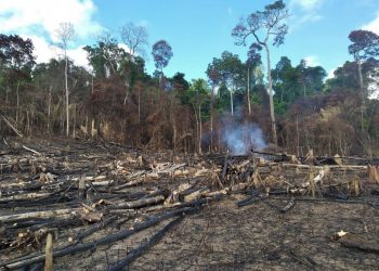Operação flagra garimpos ilegais e apreende 9 mil metros cúbicos de madeira em Castelo dos Sonhos