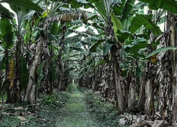 Adepará estabelece novas regras para acondicionamento e transporte de bananas