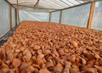 Comunidades da Flona Tapajós apostam no manejo da andiroba para fomento da economia