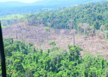 Pontos de desmatamentos são encontrados em terra indígena na região do Xingu