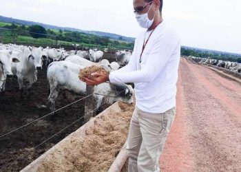 Pará é o Estado da Região Norte com mais empregos formais no setor da agropecuária