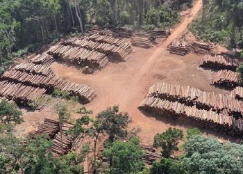 PF encontra mais de 43 mil toras de madeira irregular no Pará e realiza maior apreensão do Brasil