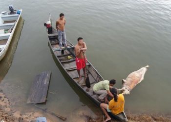 Boto tucuxi entra para lista internacional de espécies ameaçadas