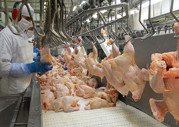 Preço do frango consumido pelos paraenses supera inflação e acumula alta de 20%