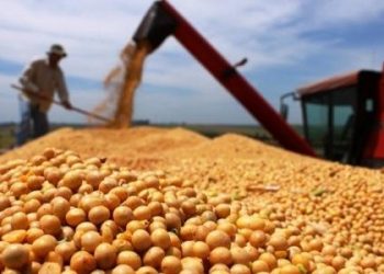 Estimativa prevê recorde para safra de grãos no Pará