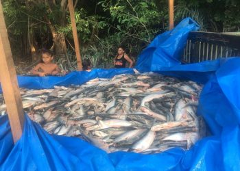 Mais de 5 toneladas de pescado são apreendidas na operação ‘Defeso’; multas aplicadas chegam a R$ 150 mil