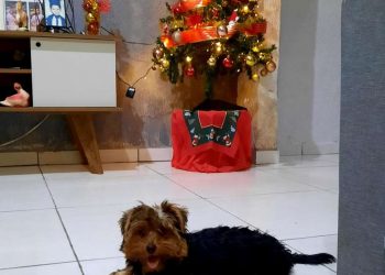 Decoração de natal: especialistas alertam sobre riscos de acidentes com os pets