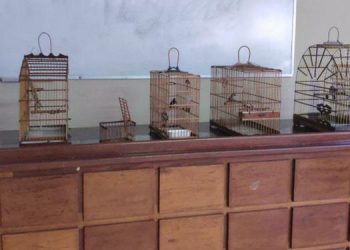 Homem é preso por manter aves nativas em cativeiro sem licença no Curió-Utinga