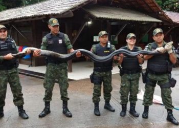 Batalhão de Polícia Ambiental realiza mais de 1,6 mil resgates de animais em 2020