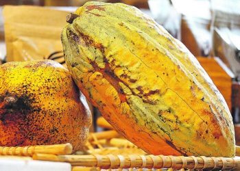 Pará é líder nacional na produção de mandioca e cacau