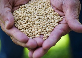 Emater investe na multiplicação e distribuição de sementes melhoradas de feijão manteiguinha