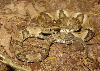 Período de chuva pode aumentar acidentes com animais peçonhentos