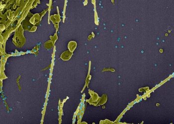 Adolfo Lutz divulga segunda análise de variante do coronavírus