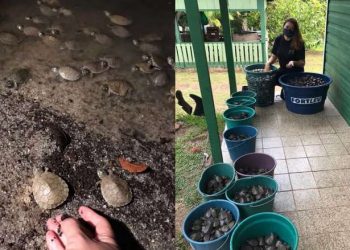 Programa Quelônios Amazônicos celebra 40 anos com cerca de cinco milhões de filhotes devolvidos à natureza