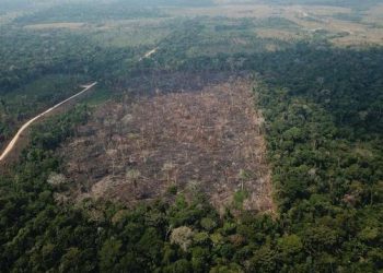 Sete municípios do Pará estão na lista dos que mais desmatam a Amazônia; Altamira lidera o ranking