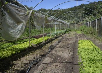 Instrução normativa prevê boas práticas para produção de folhosas