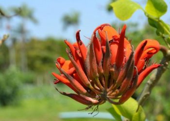 Mais de 25 mil espécies da flora só existem no Brasil, mostra estudo