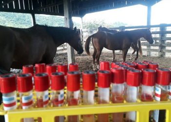 Adepará inicia combate a focos de Anemia Infecciosa Equídea em Castelo dos Sonhos