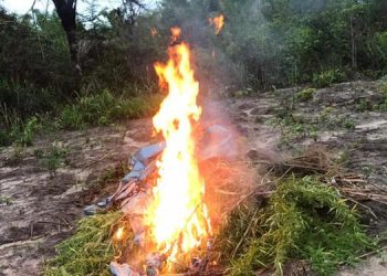 Polícia Militar localiza plantação de maconha em Terra Alta, nordeste do Pará