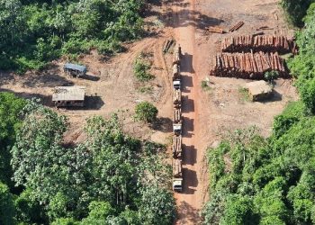 Exercito deve se retirar de local onde aconteceu a maior apreensão de madeira da história do Brasil