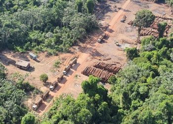 Juiz do PA aplica multa milionária a policiais federais envolvidos em mega apreensão de madeira na Amazônia