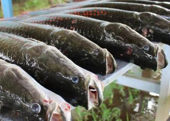 Projeto pode tornar o Brasil no maior produtor de peixes de cultivo no mundo