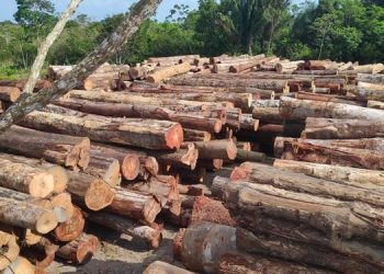 Ibama paralisa autorização de retirada de madeira do Pará e Mato Grosso