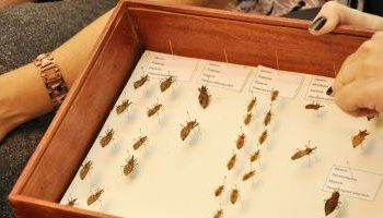 Sespa orienta sobre incidência de barbeiros no Pará