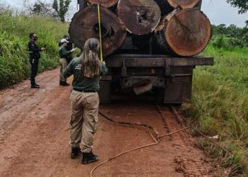 Pará reduz desmatamento em 94% durante nona fase da Operação Amazônia Viva