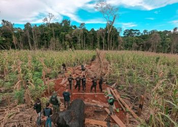 Operação Avarum combate a ocupação irregular de terras e o desmatamento ilegal no PDS Esperança, em Anapu (PA)