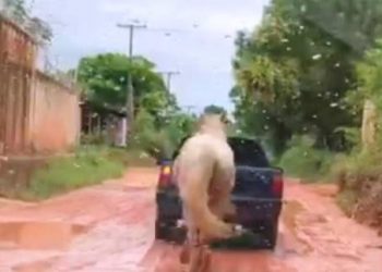 Motorista filma cavalo amarrado e sendo puxado por carro em Itaituba