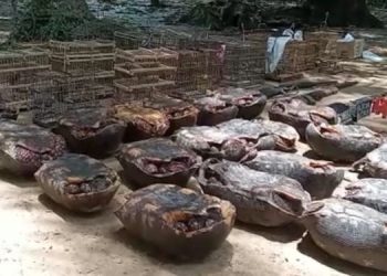 Aves silvestres e jabutis são apreendidos em área de reserva no nordeste do Pará