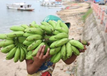 Pará tem destaque na produção de banana, a segunda fruta mais consumida no mundo