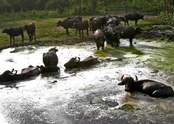 Pará é o maior produtor de gado bubalino e está entre os cinco maiores de rebanho bovino do Brasil