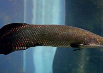 Pirarucu é encontrado nos Estados Unidos e preocupa autoridades